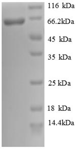 Greater than 90% as determined by SDS-PAGE.