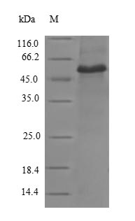 Greater than 90% as determined by SDS-PAGE.