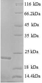 Greater than 90% as determined by SDS-PAGE.