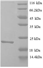 Greater than 90% as determined by SDS-PAGE.