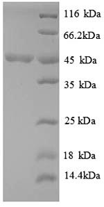 Greater than 90% as determined by SDS-PAGE.