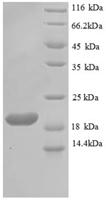 Greater than 90% as determined by SDS-PAGE.