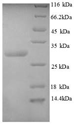 Greater than 90% as determined by SDS-PAGE.