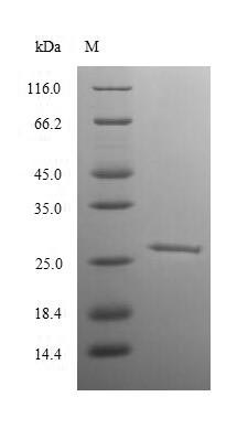 Greater than 90% as determined by SDS-PAGE.