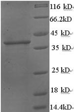 Greater than 90% as determined by SDS-PAGE.