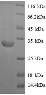 Greater than 90% as determined by SDS-PAGE.