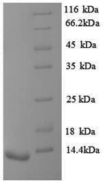 Greater than 90% as determined by SDS-PAGE.