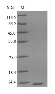 Greater than 90% as determined by SDS-PAGE.