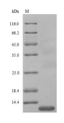 Greater than 90% as determined by SDS-PAGE.