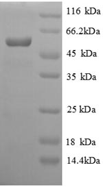 Greater than 90% as determined by SDS-PAGE.