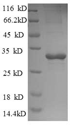 Greater than 90% as determined by SDS-PAGE.