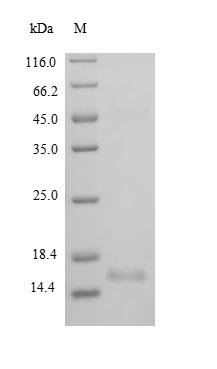 Greater than 90% as determined by SDS-PAGE.