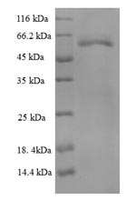 Greater than 90% as determined by SDS-PAGE.