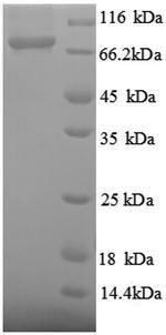 Greater than 90% as determined by SDS-PAGE.