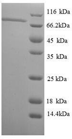 Greater than 90% as determined by SDS-PAGE.