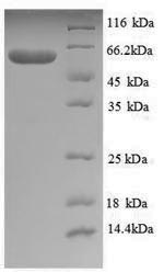 Greater than 90% as determined by SDS-PAGE.