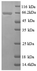 Greater than 90% as determined by SDS-PAGE.