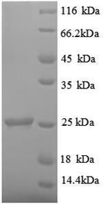 Greater than 90% as determined by SDS-PAGE.