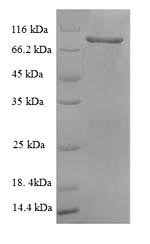 Greater than 90% as determined by SDS-PAGE.