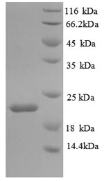 Greater than 90% as determined by SDS-PAGE.