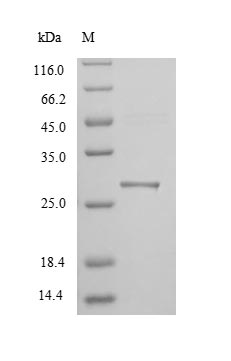 Greater than 90% as determined by SDS-PAGE.