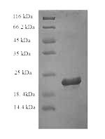 Greater than 90% as determined by SDS-PAGE.