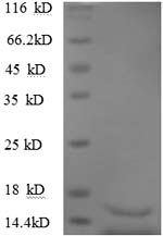 Greater than 90% as determined by SDS-PAGE.