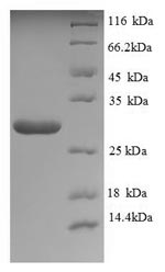 Greater than 90% as determined by SDS-PAGE.