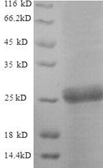 Greater than 90% as determined by SDS-PAGE.