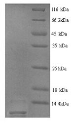 Greater than 90% as determined by SDS-PAGE.