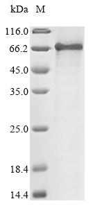 Greater than 85% as determined by SDS-PAGE.