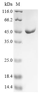 Greater than 90% as determined by SDS-PAGE.