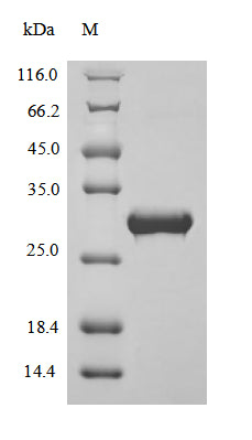 Greater than 90% as determined by SDS-PAGE.