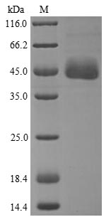 Greater than 85% as determined by SDS-PAGE.