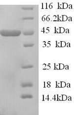 Greater than 90% as determined by SDS-PAGE.