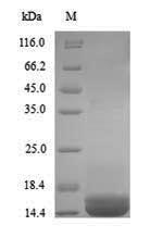 Greater than 90% as determined by SDS-PAGE.