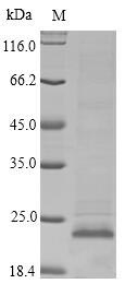 Greater than 85% as determined by SDS-PAGE.