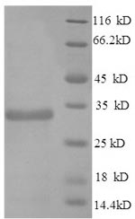 Greater than 90% as determined by SDS-PAGE.