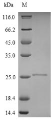 Greater than 90% as determined by SDS-PAGE.