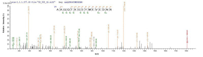 Based on the SEQUEST from database of Yeast host and target protein, the LC-MS/MS Analysis result of this product could indicate that this peptide derived from Yeast-expressed Mus musculus (Mouse) Aqp4.