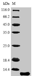 Greater than 85% as determined by SDS-PAGE.