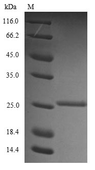 Greater than 90% as determined by SDS-PAGE.