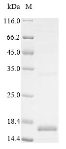 Greater than 85% as determined by SDS-PAGE.