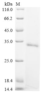 Greater than 90% as determined by SDS-PAGE.