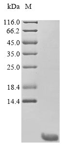 Greater than 90% as determined by SDS-PAGE.