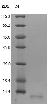 Greater than 90% as determined by SDS-PAGE.