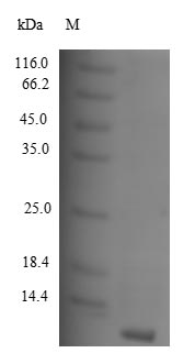 Greater than 90% as determined by SDS-PAGE.