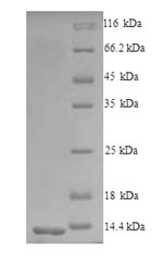 Greater than 90% as determined by SDS-PAGE.