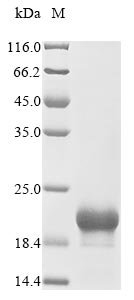 Greater than 85% as determined by SDS-PAGE.