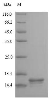 Greater than 90% as determined by SDS-PAGE.